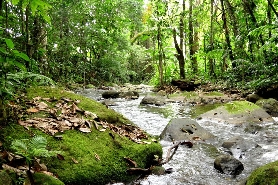 Costa Rica Rainforest Hiking Trails
