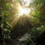 Costa Rainforest Hiking Trails