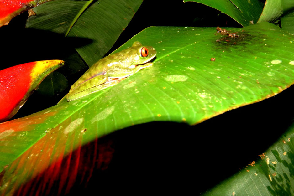 Costa Rica Rainforest Night Hike