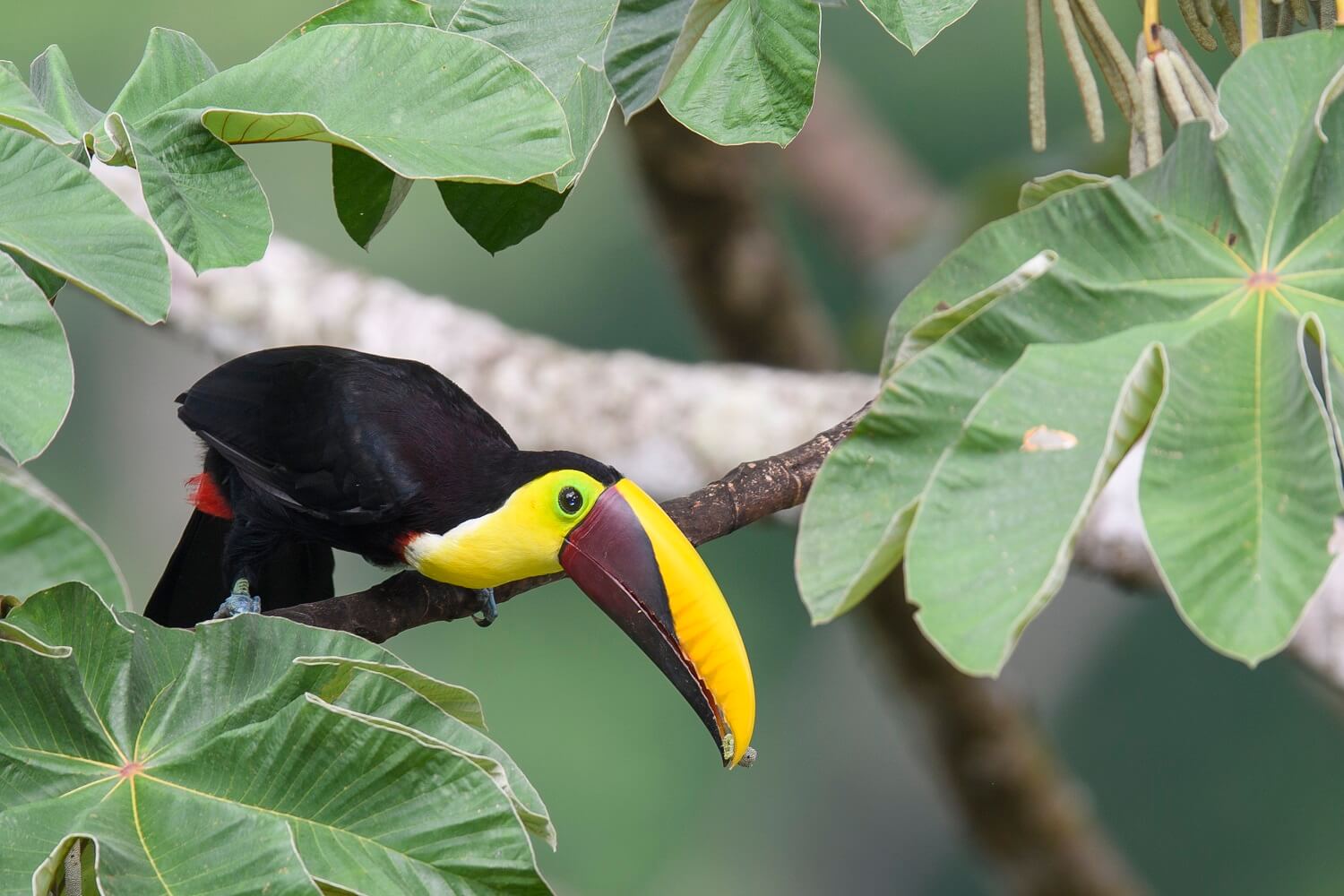 Black mandible toucan